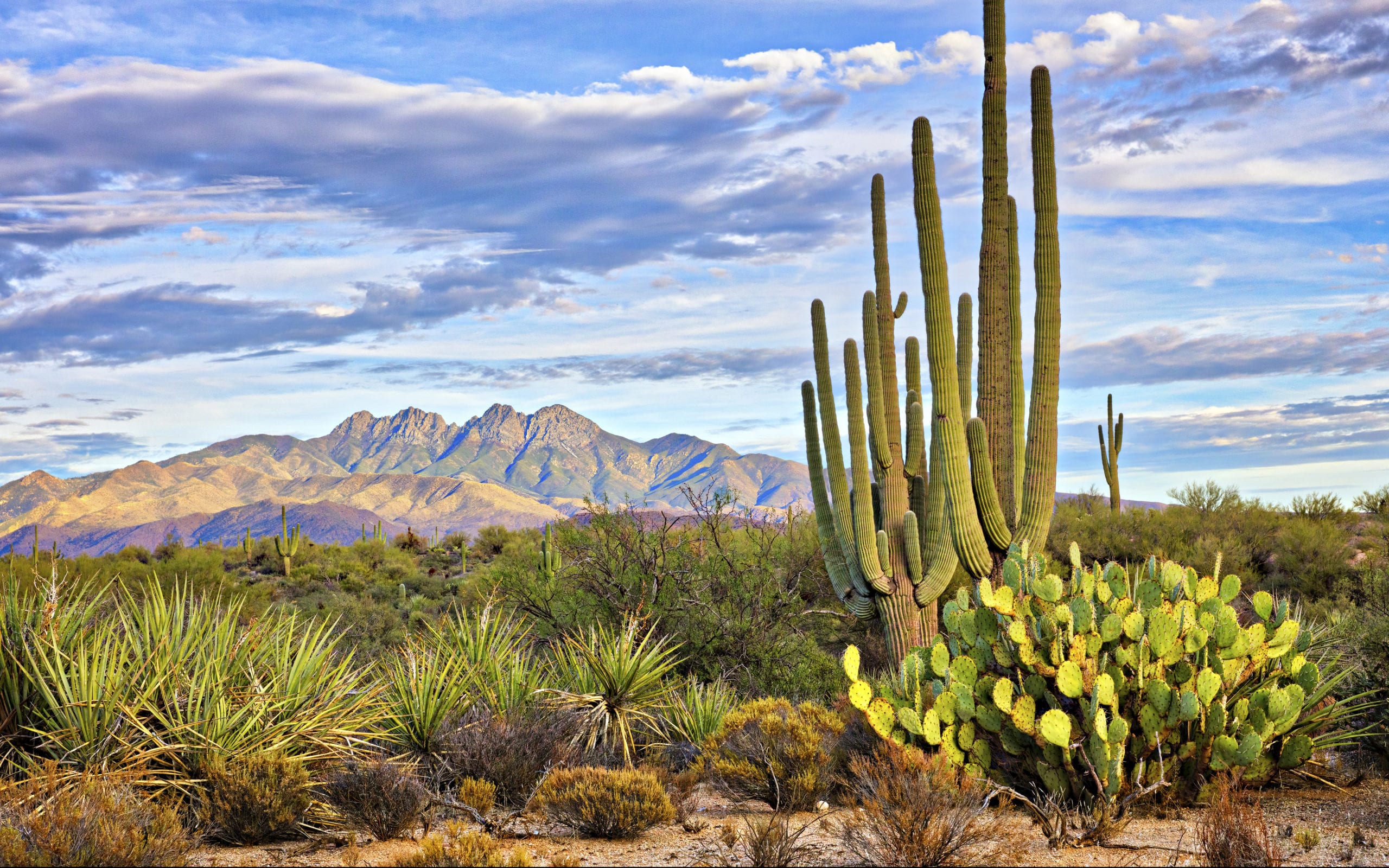 Saguaro And Four Peaks